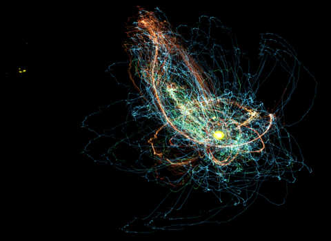 “Galactic Bloom” by Zach Hafen and Alex Gurvich